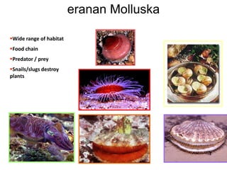 eranan Molluska
Wide range of habitat
Food chain

Predator / prey
Snails/slugs destroy
plants

 