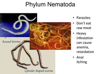 Phylum Nematoda
• Parasites
• Don’t eat
raw meat
• Heavy
infestation
can cause
anemia,
retardation
• Anal
itching

 
