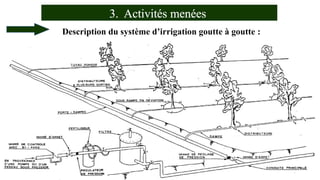3. Activités menées
Description du système d’irrigation goutte à goutte :
 
