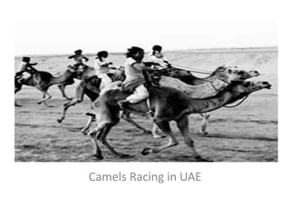 Camels Racing in UAE
 