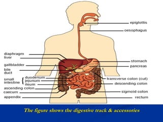 The figure shows the digestive track & accessories
 