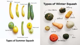 Production / Cultivation of Summer and Winter Squash.pptx