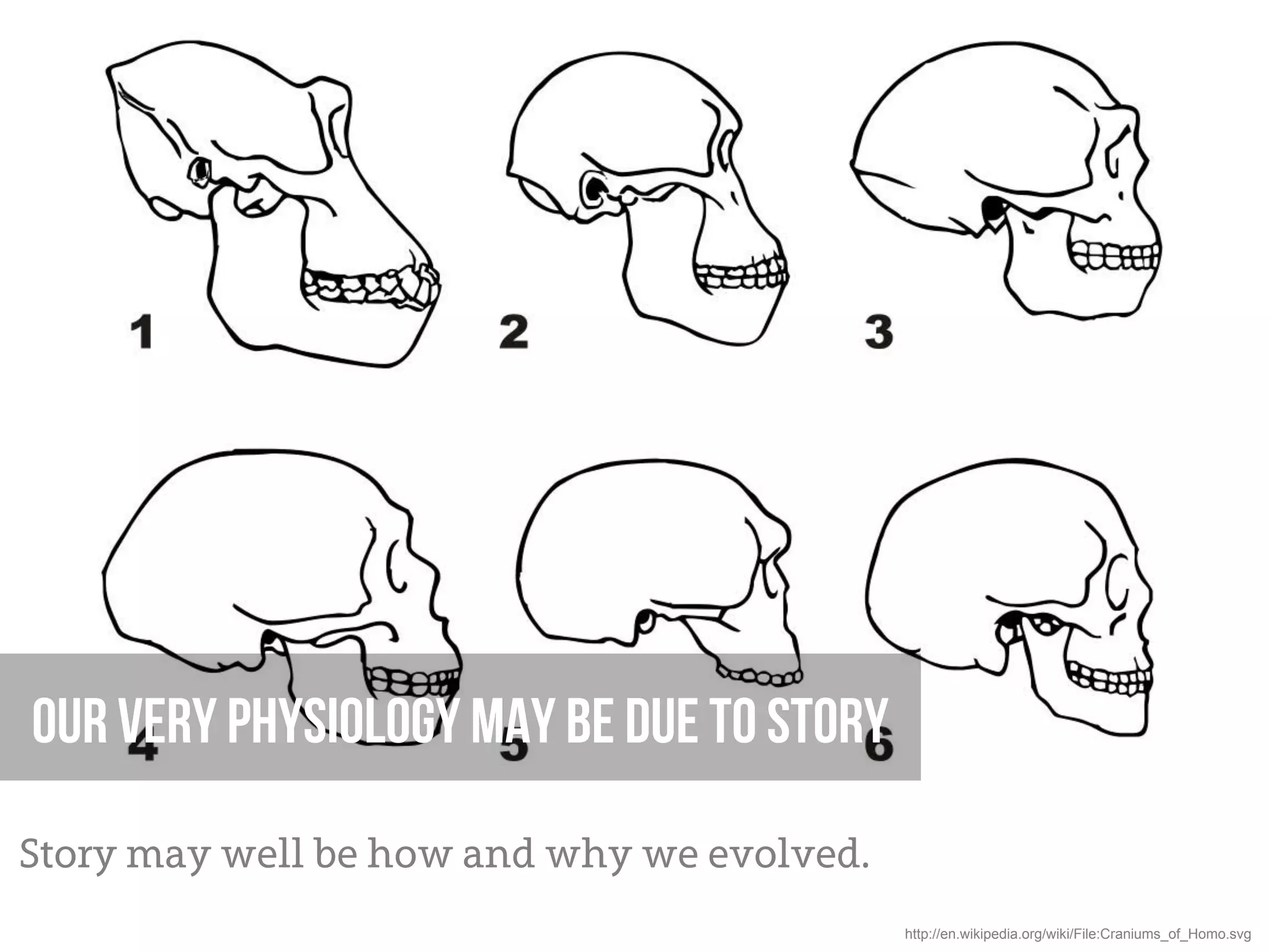 Our very physiology may be due to story
Story may well be how and why we evolved.
                                            http://en.wikipedia.org/wiki/File:Craniums_of_Homo.svg
 