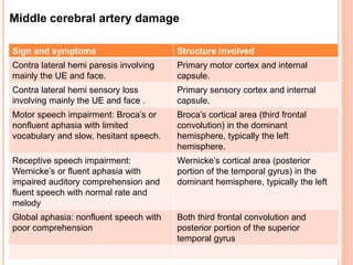 Middle cerebral artery damage
Sign and symptoms Structure involved
Contra lateral hemi paresis involving
mainly the UE and face.
Primary motor cortex and internal
capsule.
Contra lateral hemi sensory loss
involving mainly the UE and face .
Primary sensory cortex and internal
capsule.
Motor speech impairment: Broca’s or
nonfluent aphasia with limited
vocabulary and slow, hesitant speech.
Broca’s cortical area (third frontal
convolution) in the dominant
hemisphere, typically the left
hemisphere.
Receptive speech impairment:
Wernicke’s or fluent aphasia with
impaired auditory comprehension and
fluent speech with normal rate and
melody
Wernicke’s cortical area (posterior
portion of the temporal gyrus) in the
dominant hemisphere, typically the left
Global aphasia: nonfluent speech with
poor comprehension
Both third frontal convolution and
posterior portion of the superior
temporal gyrus
 