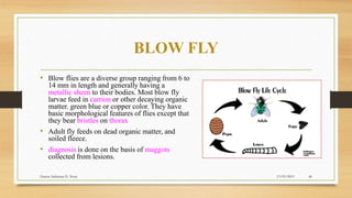 Common structure of fly | PPTX