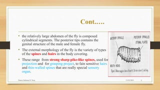Common structure of fly | PPTX