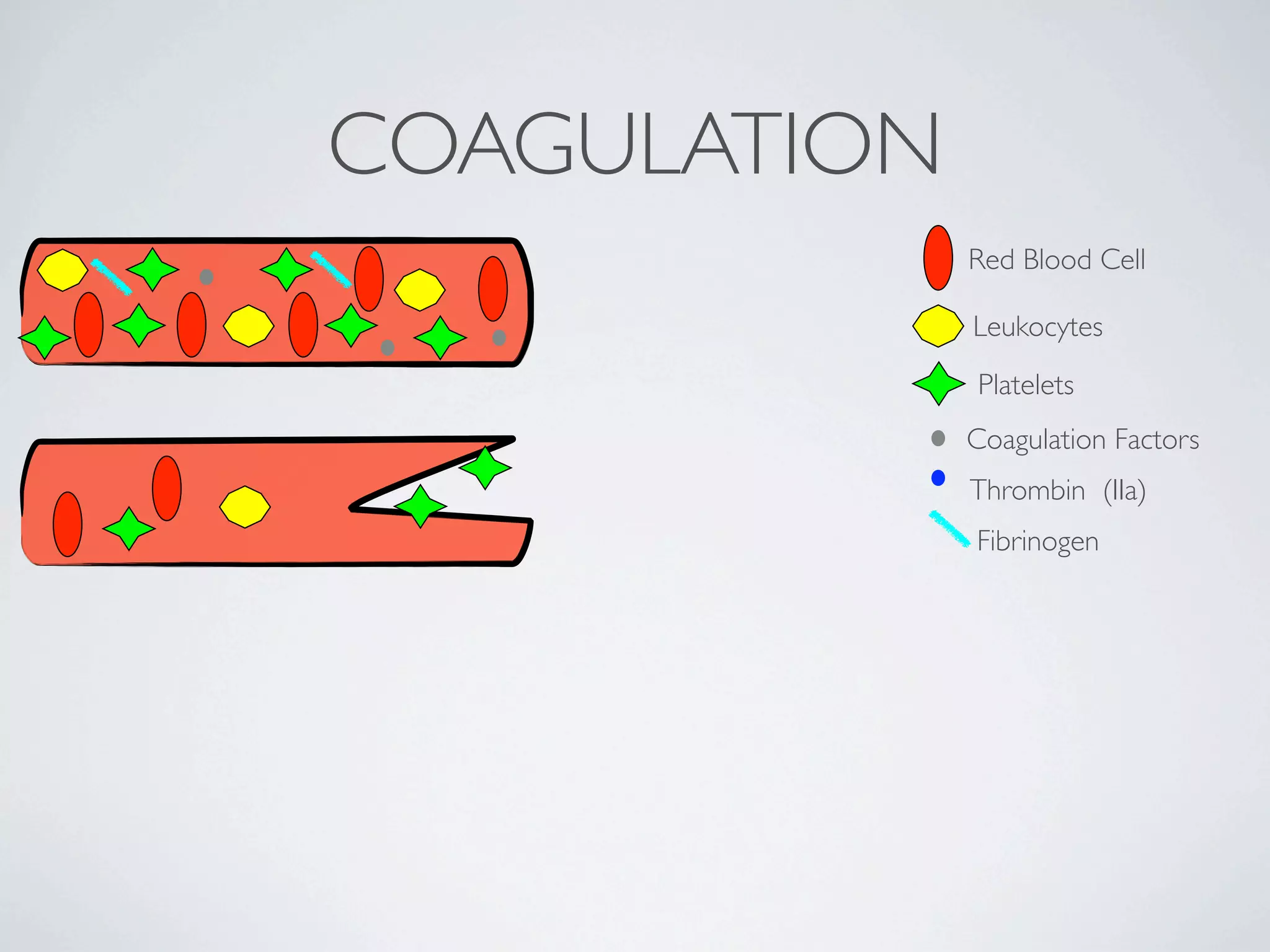 COAGULATION
              Red Blood Cell

              Leukocytes
              Platelets
              Coagulation Factors
              Thrombin (IIa)
              Fibrinogen
 