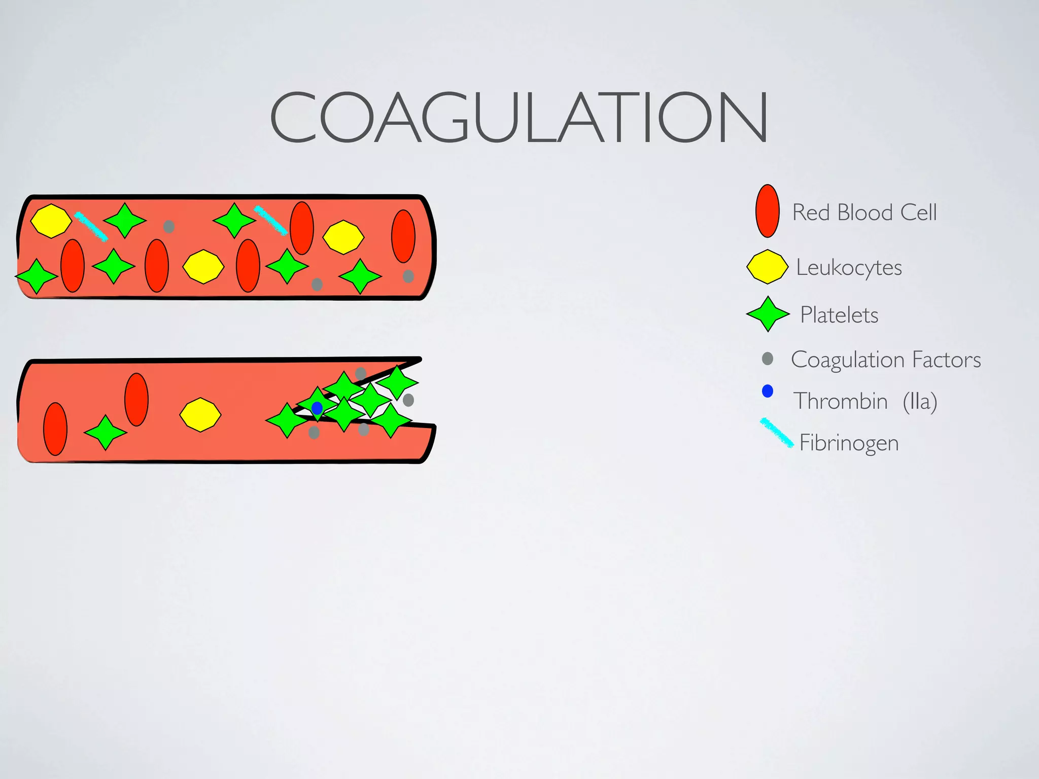 COAGULATION
              Red Blood Cell

              Leukocytes
              Platelets
              Coagulation Factors
              Thrombin (IIa)
              Fibrinogen
 