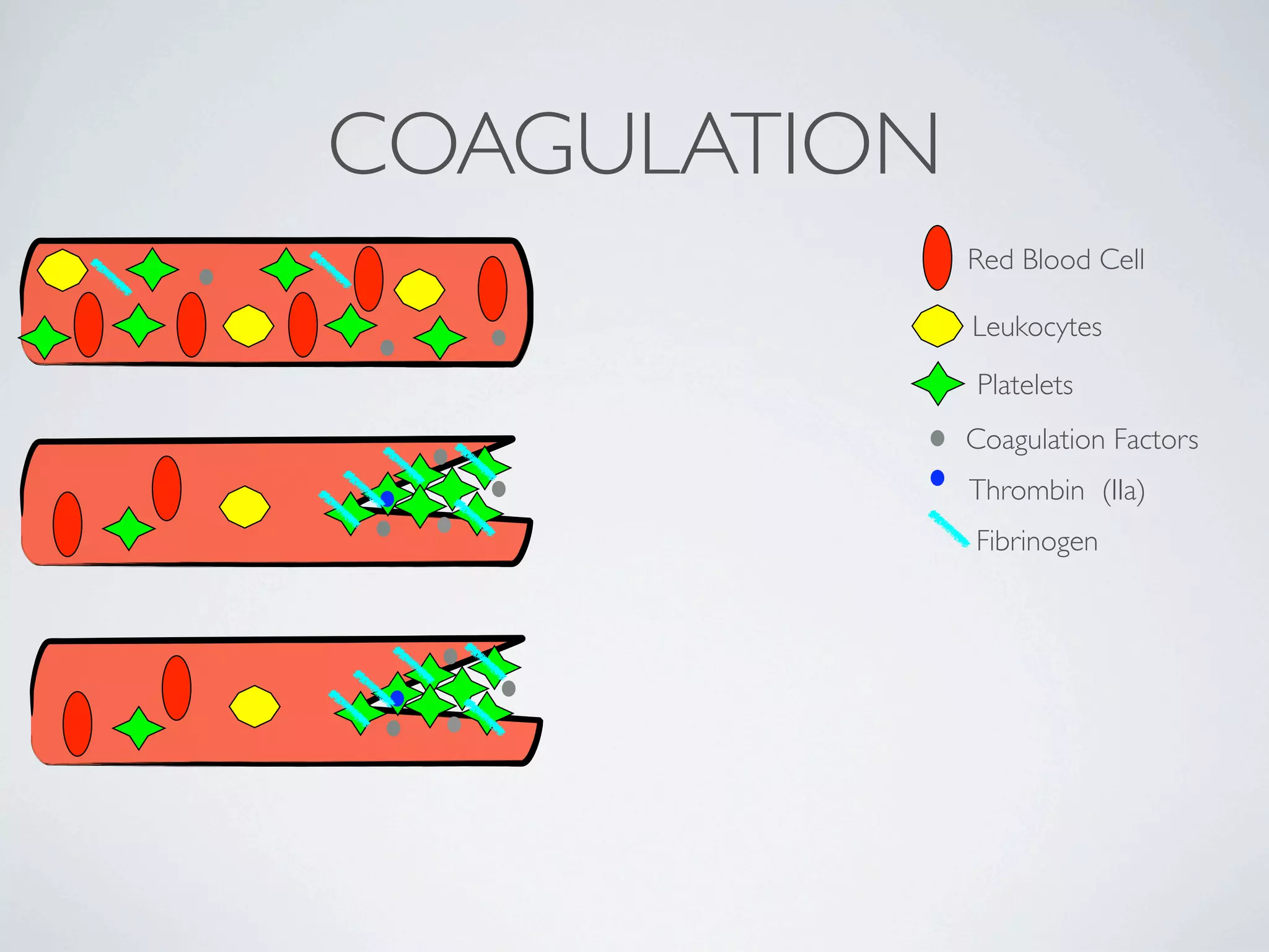 COAGULATION
              Red Blood Cell

              Leukocytes
              Platelets
              Coagulation Factors
              Thrombin (IIa)
              Fibrinogen
 