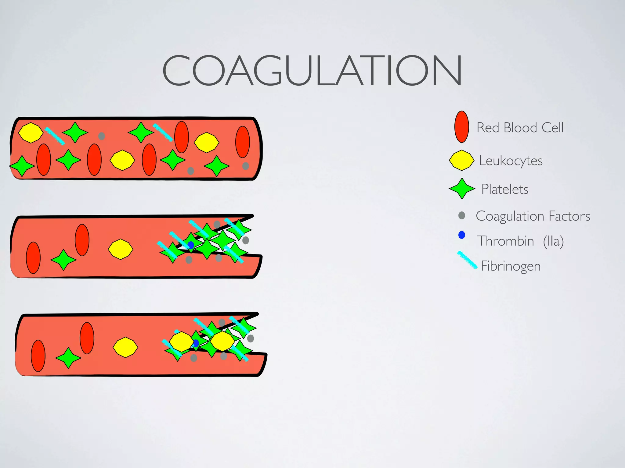 COAGULATION
              Red Blood Cell

              Leukocytes
              Platelets
              Coagulation Factors
              Thrombin (IIa)
              Fibrinogen
 