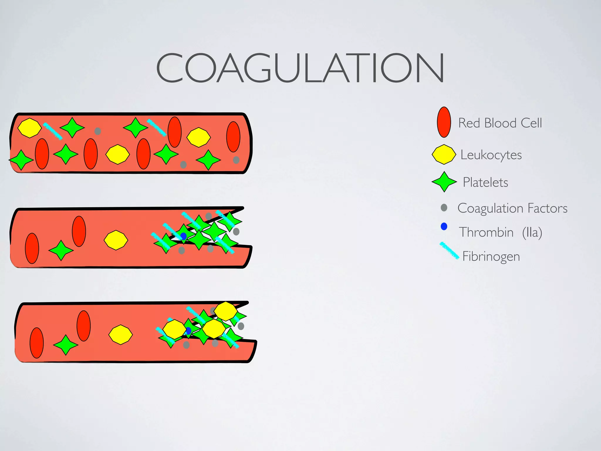 COAGULATION
              Red Blood Cell

              Leukocytes
              Platelets
              Coagulation Factors
              Thrombin (IIa)
              Fibrinogen
 