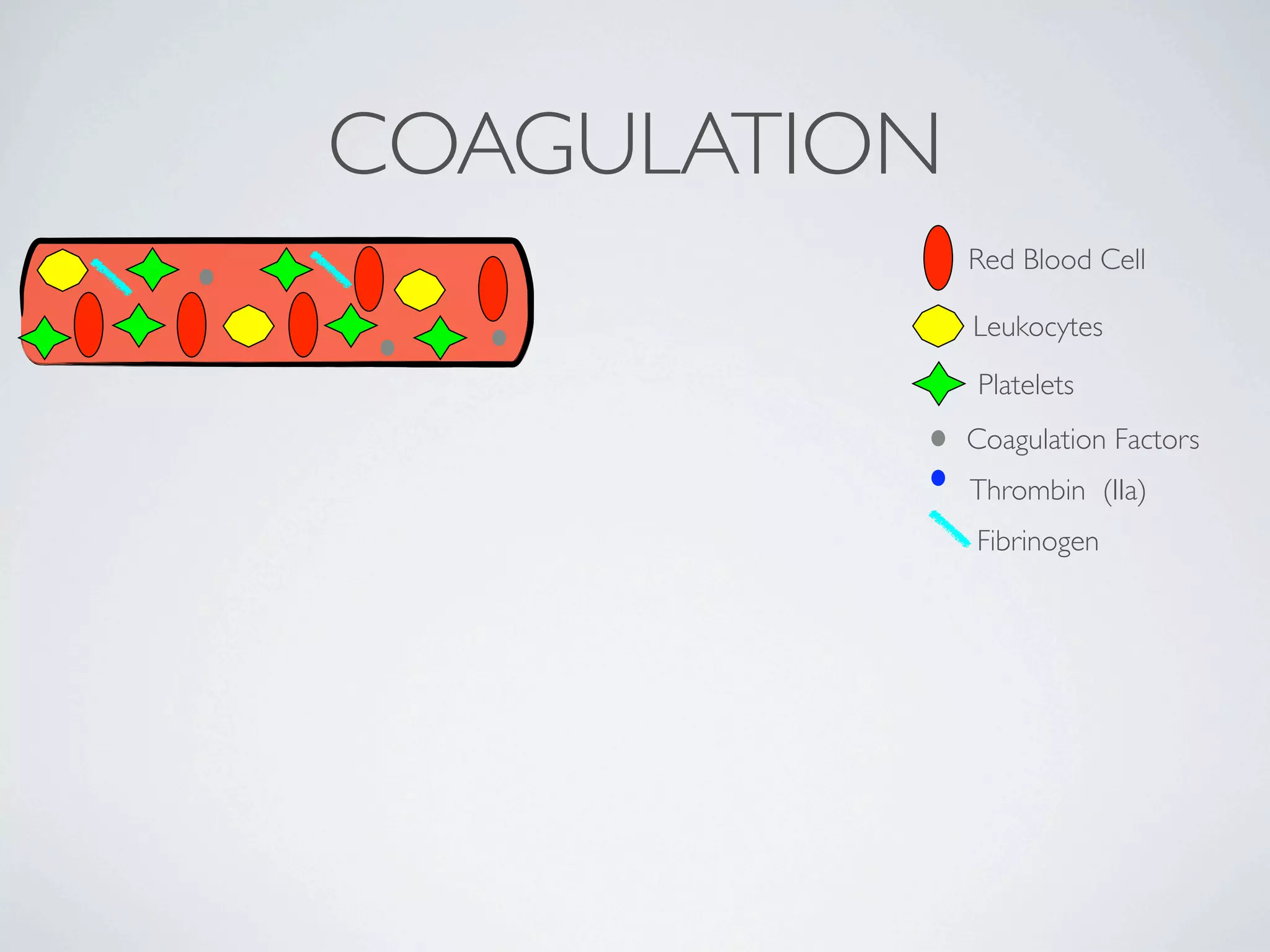 COAGULATION
              Red Blood Cell

              Leukocytes
              Platelets
              Coagulation Factors
              Thrombin (IIa)
              Fibrinogen
 
