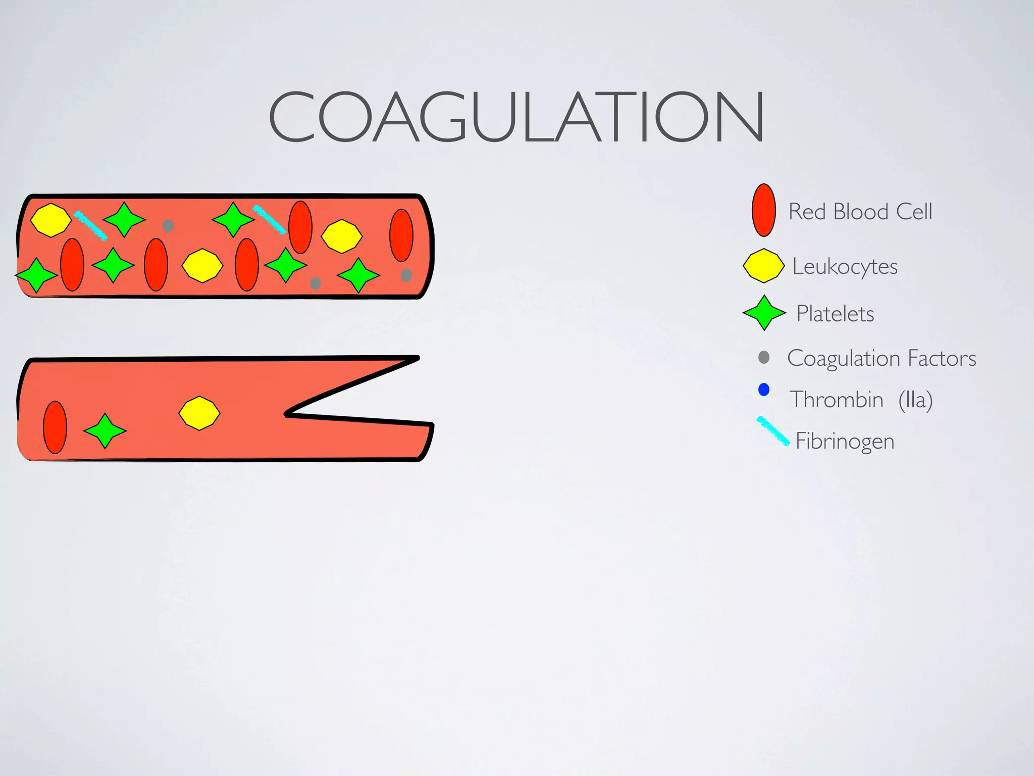 COAGULATION
              Red Blood Cell

              Leukocytes
              Platelets
              Coagulation Factors
              Thrombin (IIa)
              Fibrinogen
 