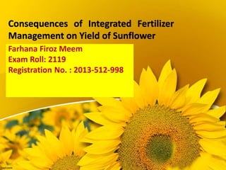 Image of Sunflower fertilizer slurry