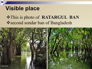 Visible place
This is photo of RATARGUL BAN
second sondar ban of Bangladesh

 