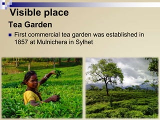 Visible place
Tea Garden


First commercial tea garden was established in
1857 at Mulnichera in Sylhet

 