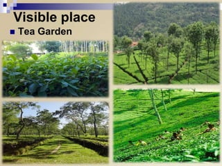 Visible place


Tea Garden

 