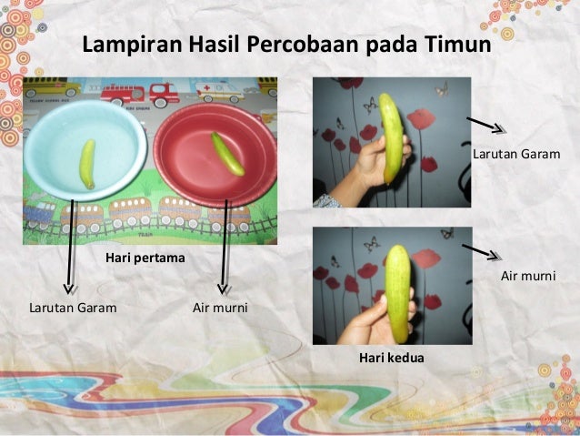 Laporan Praktikum Osmosis Pada Kentang Seputar Laporan