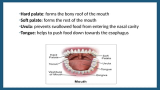 PRESENTATION TEMPLATE to be used in anatomy | PPTX