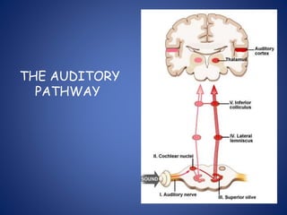 THE AUDITORY
PATHWAY
 