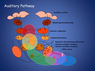 Auditory Pathway
Medial geniculate body
Inferior colliculus
Lateral lemniscus
Superior & accessory olive area
Dorsal cochlear nucleus
Ventral cochlear nucleus
Auditory cortex
VIIIth nerve
I
II
IV
III
VI
V
 