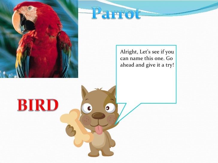 The Animal Kingdom Game