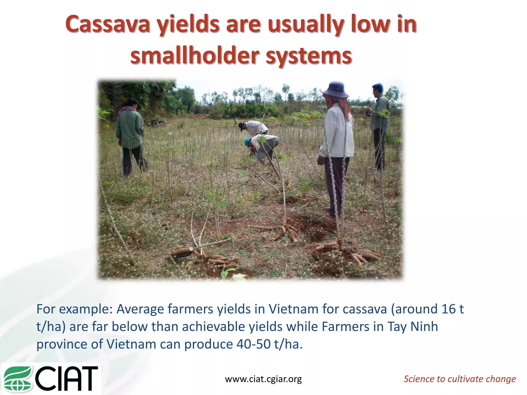 Science to cultivate changewww.ciat.cgiar.org
Cassava yields are usually low in
smallholder systems
For example: Average farmers yields in Vietnam for cassava (around 16 t
t/ha) are far below than achievable yields while Farmers in Tay Ninh
province of Vietnam can produce 40-50 t/ha.
 