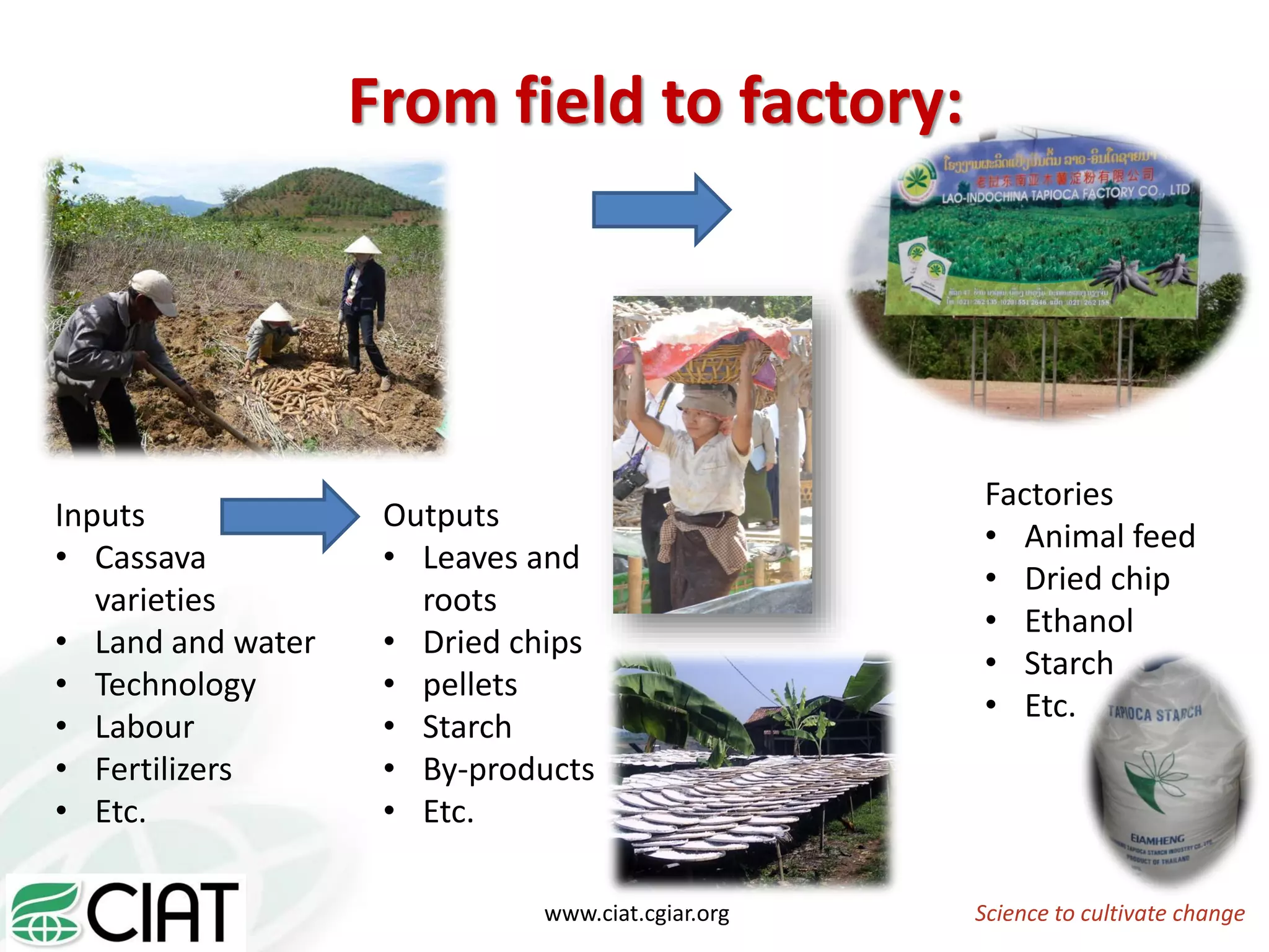www.ciat.cgiar.org Science to cultivate change
From field to factory:
Inputs
• Cassava
varieties
• Land and water
• Technology
• Labour
• Fertilizers
• Etc.
Outputs
• Leaves and
roots
• Dried chips
• pellets
• Starch
• By-products
• Etc.
Factories
• Animal feed
• Dried chip
• Ethanol
• Starch
• Etc.
 