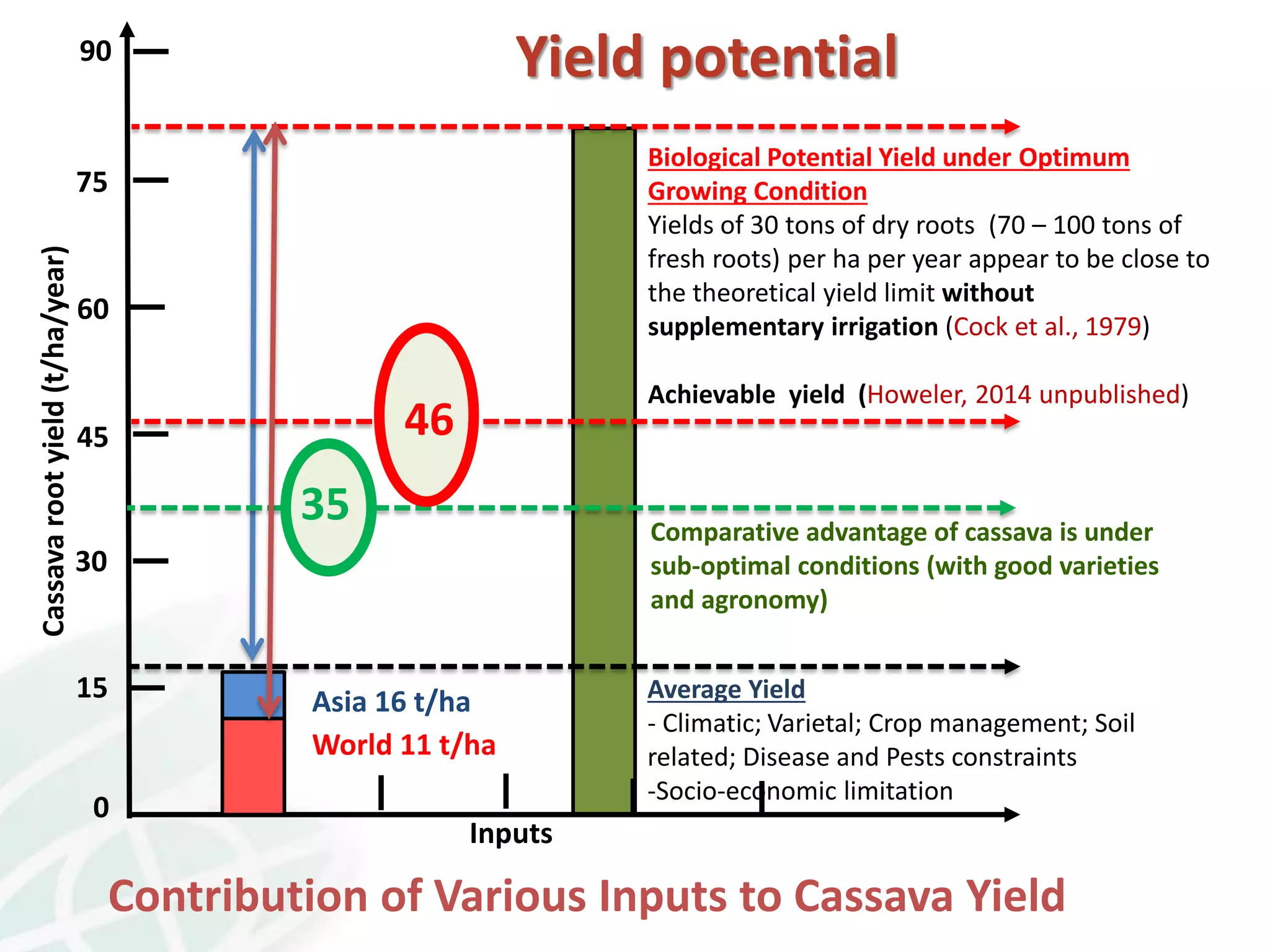 0
30
45
15
60
75
Average Yield
- Climatic; Varietal; Crop management; Soil
related; Disease and Pests constraints
-Socio-economic limitation
Inputs
90
Biological Potential Yield under Optimum
Growing Condition
Yields of 30 tons of dry roots (70 – 100 tons of
fresh roots) per ha per year appear to be close to
the theoretical yield limit without
supplementary irrigation (Cock et al., 1979)
Comparative advantage of cassava is under
sub-optimal conditions (with good varieties
and agronomy)
Cassavarootyield(t/ha/year)
Achievable yield (Howeler, 2014 unpublished)
Asia 16 t/ha
Contribution of Various Inputs to Cassava Yield
46
35
World 11 t/ha
Yield potential
 