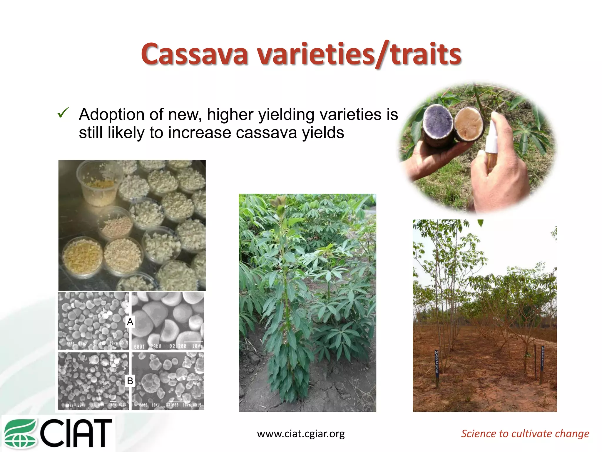 Cassava varieties/traits
 Adoption of new, higher yielding varieties is
still likely to increase cassava yields
Science to cultivate changewww.ciat.cgiar.org
A
B
A
B
 
