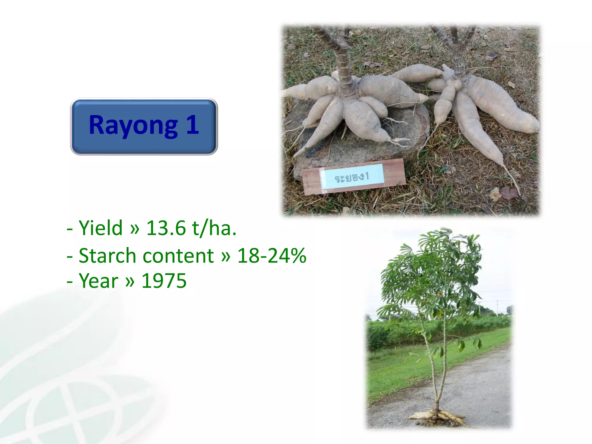 Rayong 1
- Yield » 13.6 t/ha.
- Starch content » 18-24%
- Year » 1975
 
