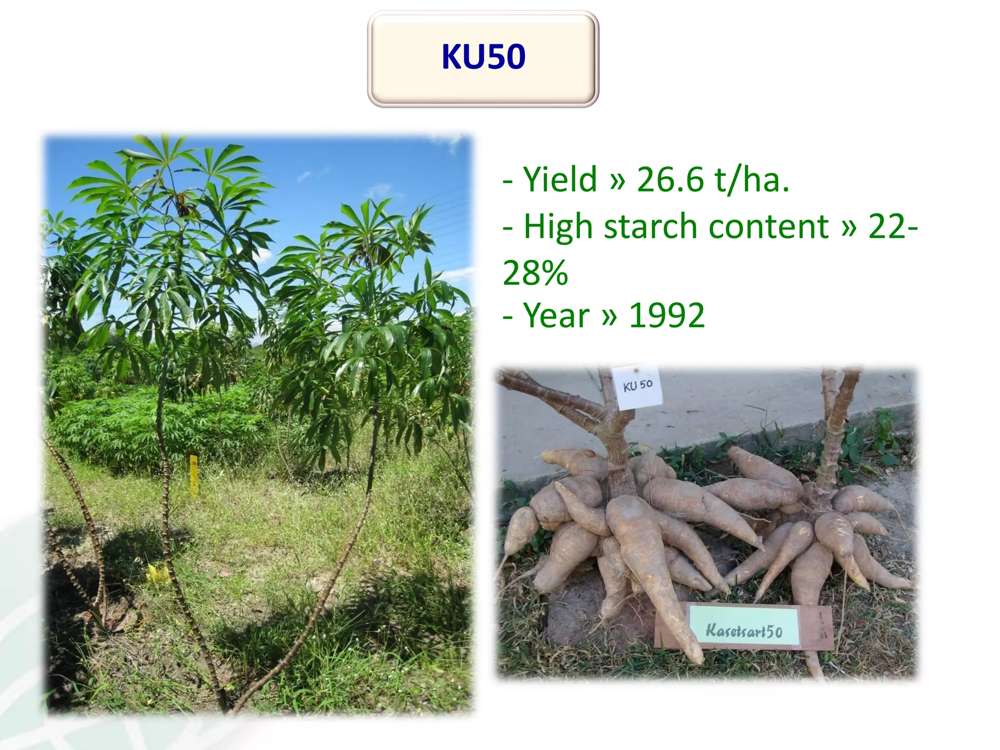 KU50
- Yield » 26.6 t/ha.
- High starch content » 22-
28%
- Year » 1992
 
