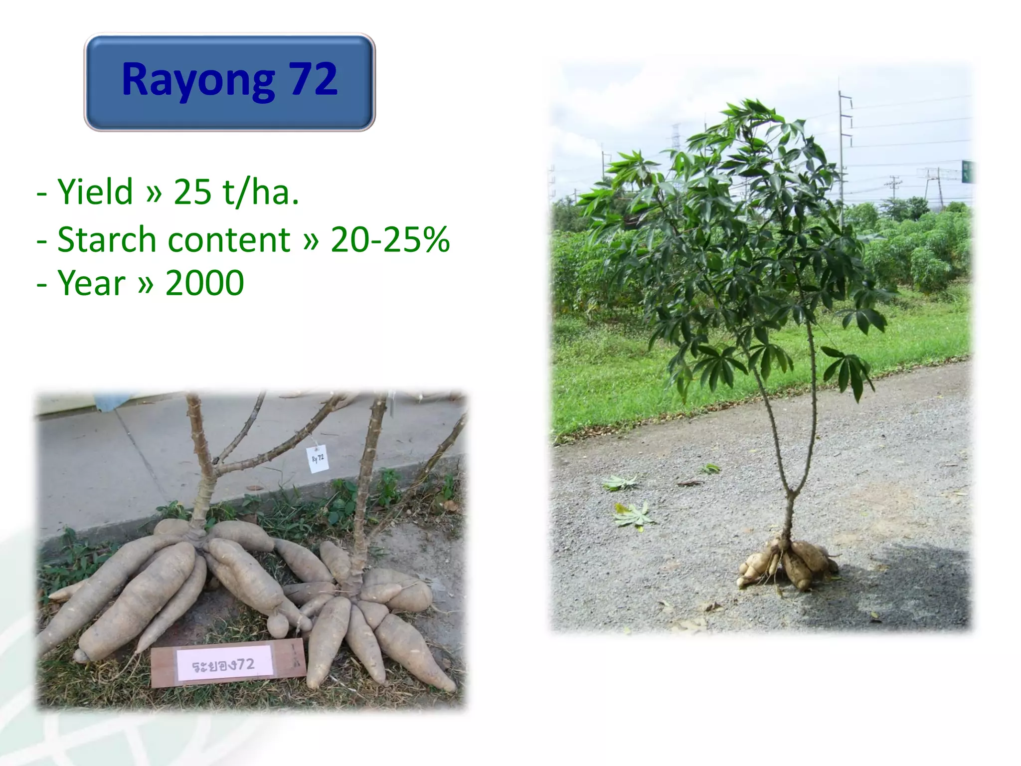 Rayong 72
- Yield » 25 t/ha.
- Starch content » 20-25%
- Year » 2000
 
