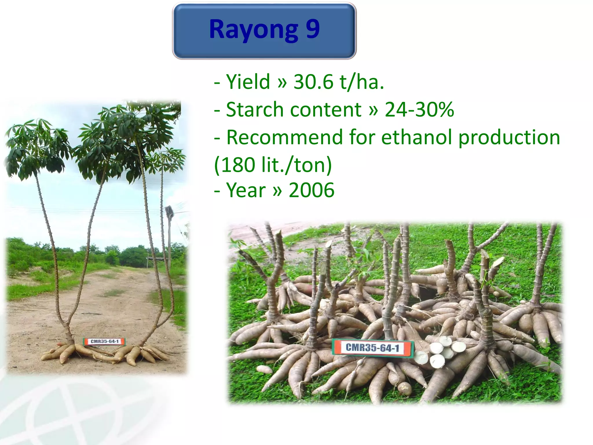 Rayong 9
- Yield » 30.6 t/ha.
- Starch content » 24-30%
- Recommend for ethanol production
(180 lit./ton)
- Year » 2006
 
