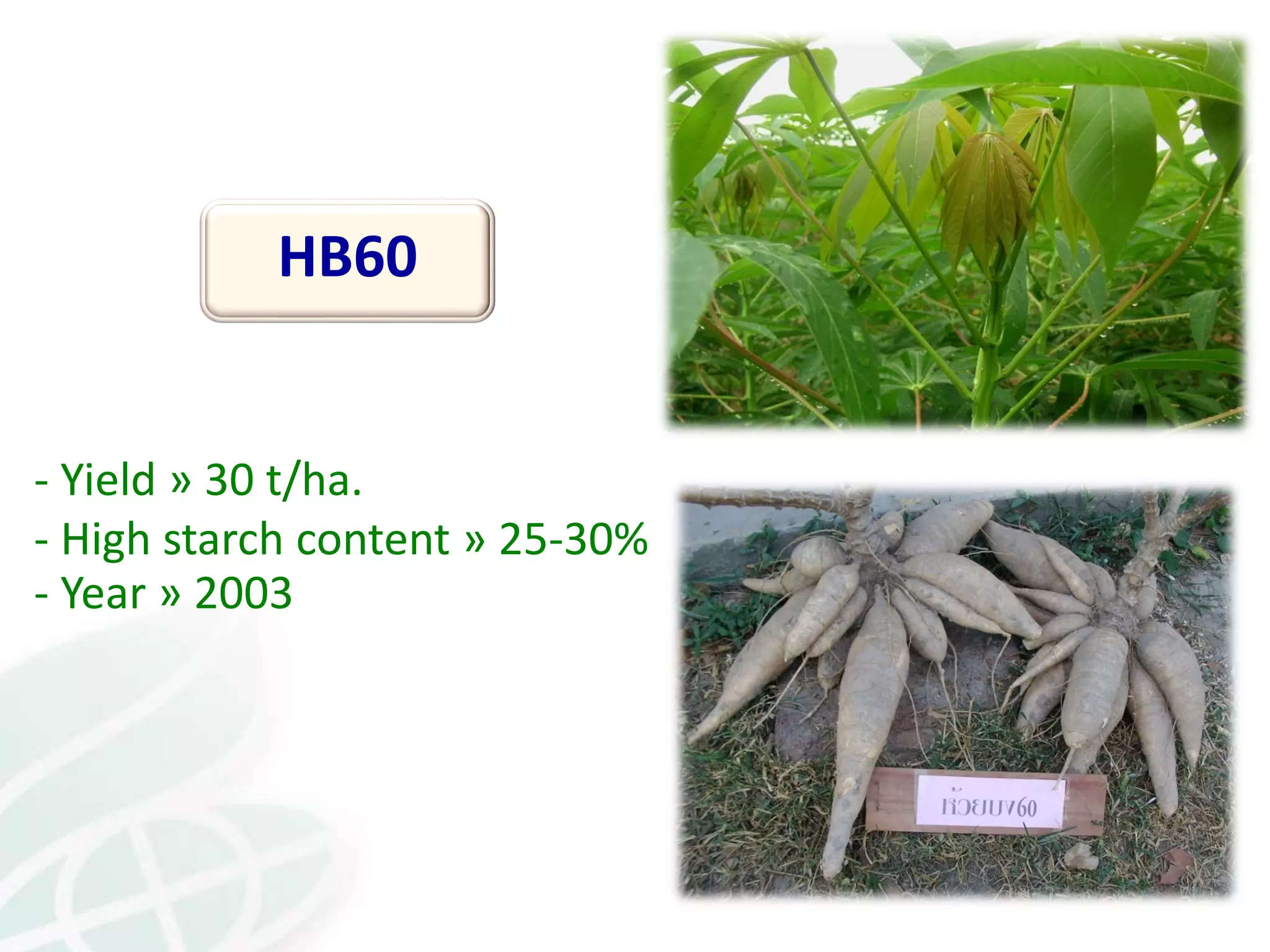 HB60
- Yield » 30 t/ha.
- High starch content » 25-30%
- Year » 2003
 