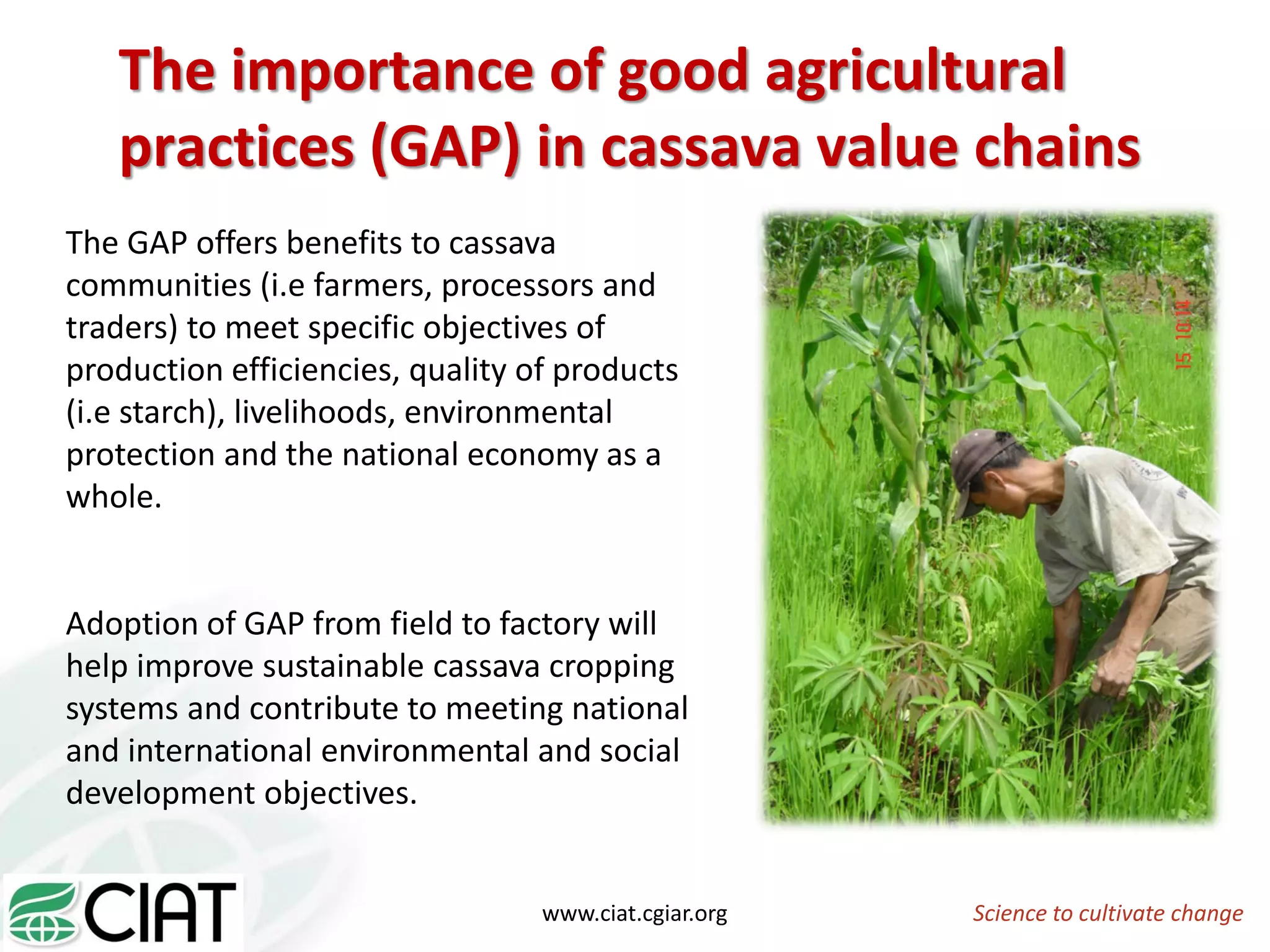 Science to cultivate changewww.ciat.cgiar.org
The importance of good agricultural
practices (GAP) in cassava value chains
The GAP offers benefits to cassava
communities (i.e farmers, processors and
traders) to meet specific objectives of
production efficiencies, quality of products
(i.e starch), livelihoods, environmental
protection and the national economy as a
whole.
Adoption of GAP from field to factory will
help improve sustainable cassava cropping
systems and contribute to meeting national
and international environmental and social
development objectives.
 