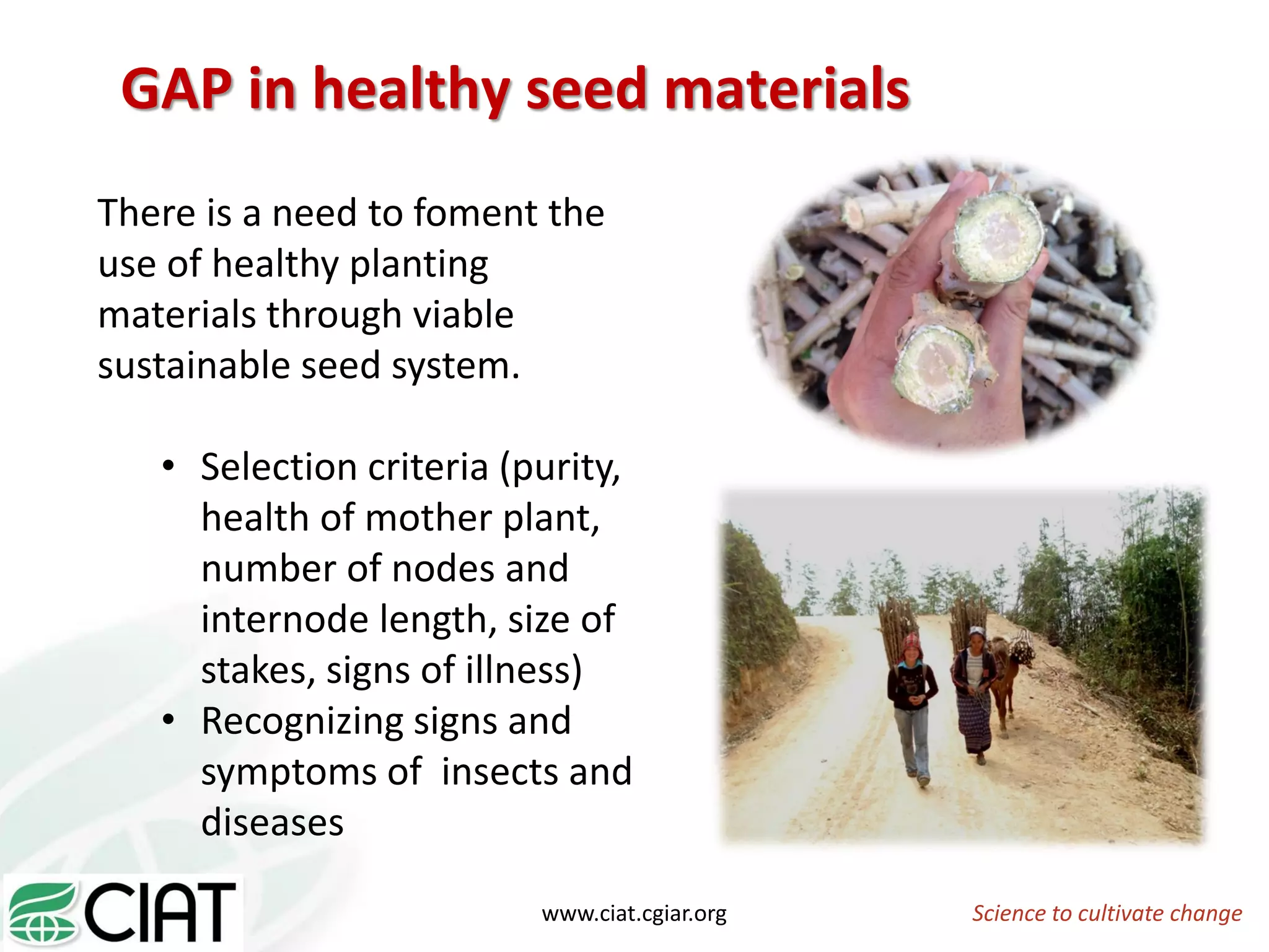 Science to cultivate changewww.ciat.cgiar.org
GAP in healthy seed materials
There is a need to foment the
use of healthy planting
materials through viable
sustainable seed system.
• Selection criteria (purity,
health of mother plant,
number of nodes and
internode length, size of
stakes, signs of illness)
• Recognizing signs and
symptoms of insects and
diseases
 