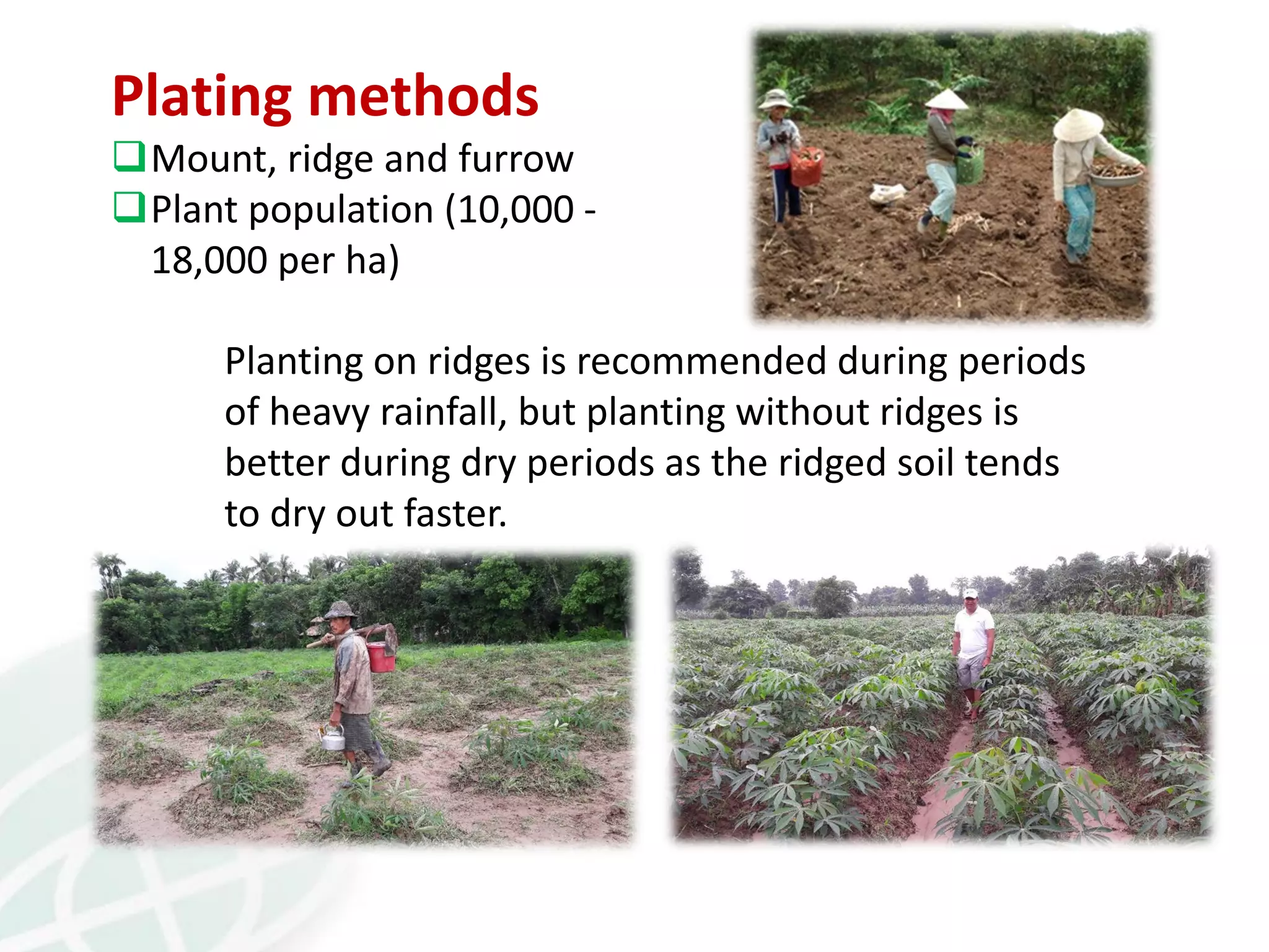 Plating methods
Mount, ridge and furrow
Plant population (10,000 -
18,000 per ha)
Planting on ridges is recommended during periods
of heavy rainfall, but planting without ridges is
better during dry periods as the ridged soil tends
to dry out faster.
 