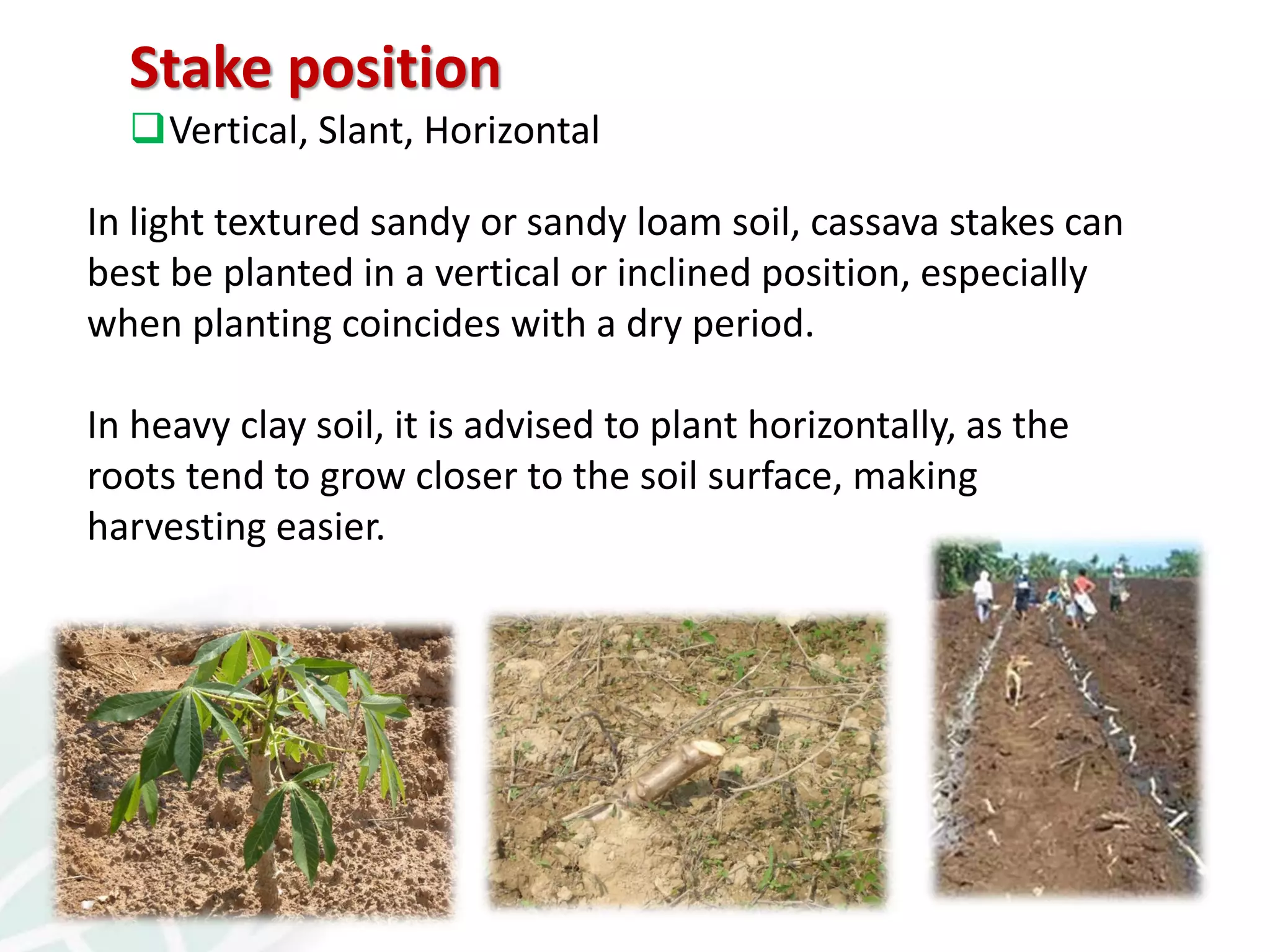 Stake position
Vertical, Slant, Horizontal
In light textured sandy or sandy loam soil, cassava stakes can
best be planted in a vertical or inclined position, especially
when planting coincides with a dry period.
In heavy clay soil, it is advised to plant horizontally, as the
roots tend to grow closer to the soil surface, making
harvesting easier.
 