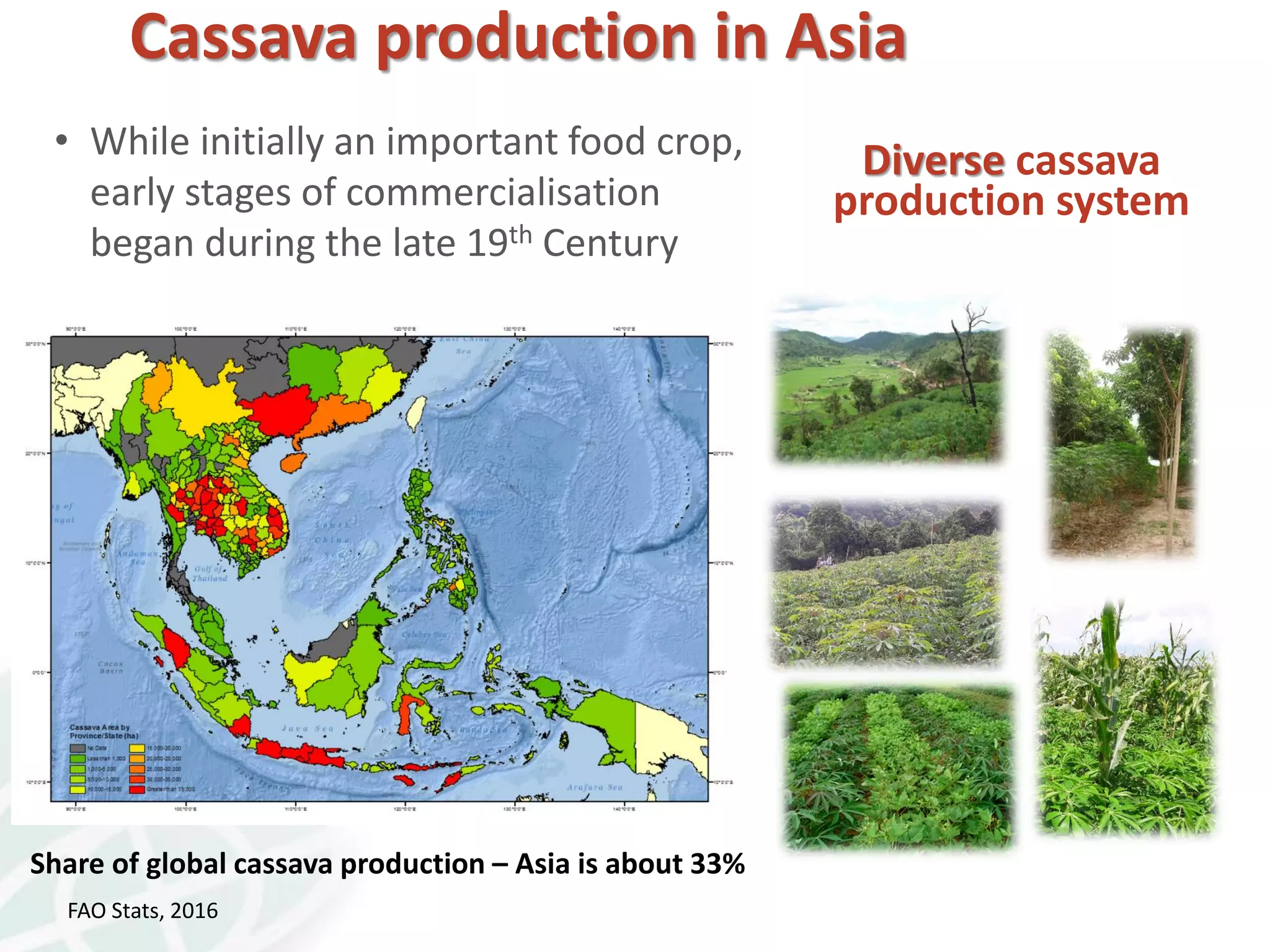 Share of global cassava production – Asia is about 33%
• While initially an important food crop,
early stages of commercialisation
began during the late 19th Century
FAO Stats, 2016
Diverse cassava
production system
Cassava production in Asia
 
