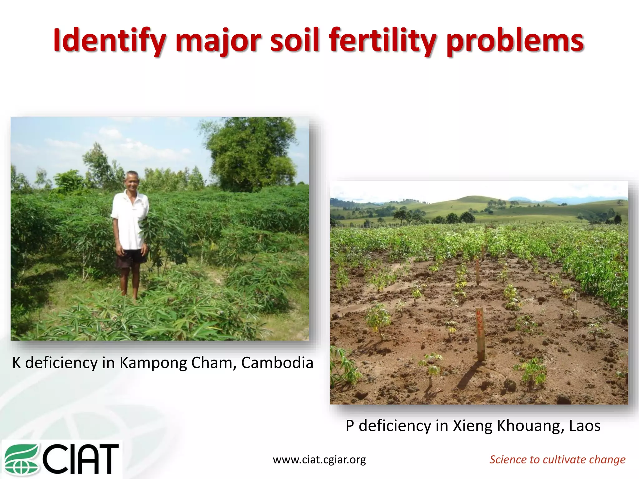 Science to cultivate changewww.ciat.cgiar.org
P deficiency in Xieng Khouang, Laos
K deficiency in Kampong Cham, Cambodia
Identify major soil fertility problems
 