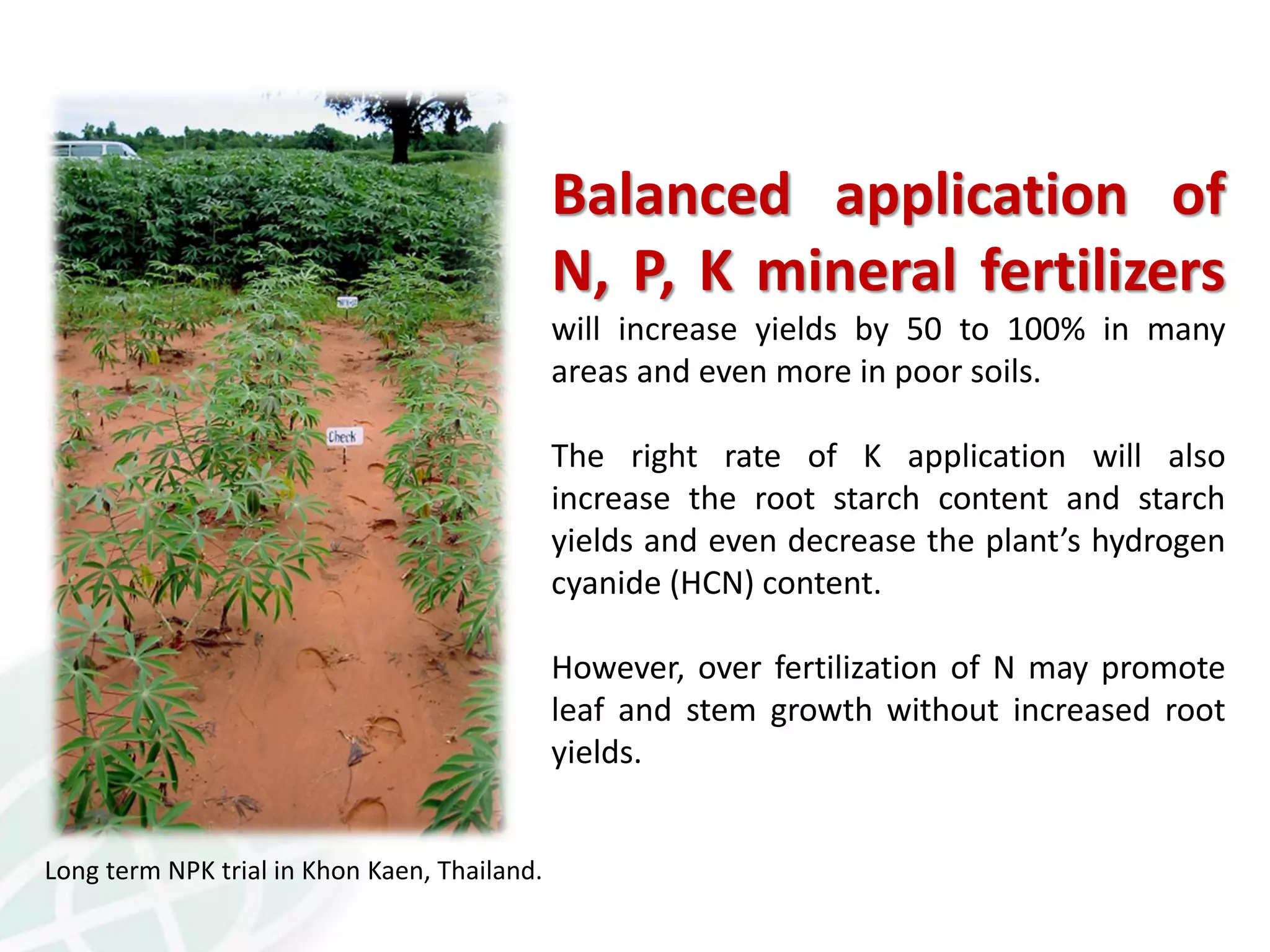Balanced application of
N, P, K mineral fertilizers
will increase yields by 50 to 100% in many
areas and even more in poor soils.
The right rate of K application will also
increase the root starch content and starch
yields and even decrease the plant’s hydrogen
cyanide (HCN) content.
However, over fertilization of N may promote
leaf and stem growth without increased root
yields.
Long term NPK trial in Khon Kaen, Thailand.
 