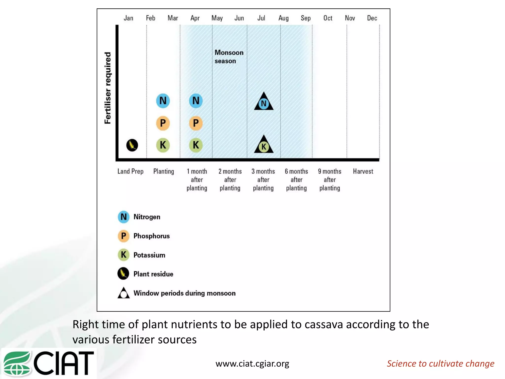 Science to cultivate changewww.ciat.cgiar.org
Right time of plant nutrients to be applied to cassava according to the
various fertilizer sources
 