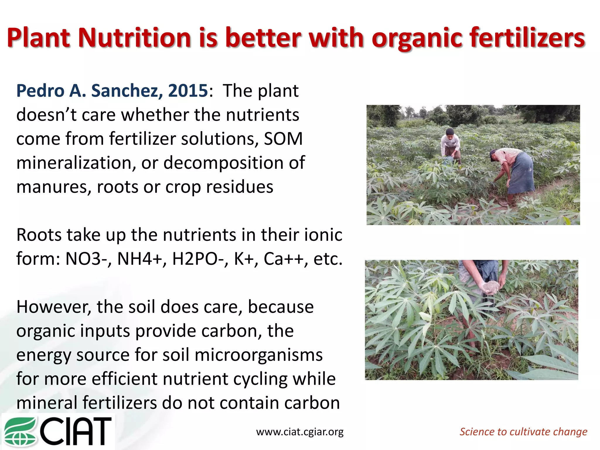 Pedro A. Sanchez, 2015: The plant
doesn’t care whether the nutrients
come from fertilizer solutions, SOM
mineralization, or decomposition of
manures, roots or crop residues
Roots take up the nutrients in their ionic
form: NO3-, NH4+, H2PO-, K+, Ca++, etc.
However, the soil does care, because
organic inputs provide carbon, the
energy source for soil microorganisms
for more efficient nutrient cycling while
mineral fertilizers do not contain carbon
Plant Nutrition is better with organic fertilizers
Science to cultivate changewww.ciat.cgiar.org
 