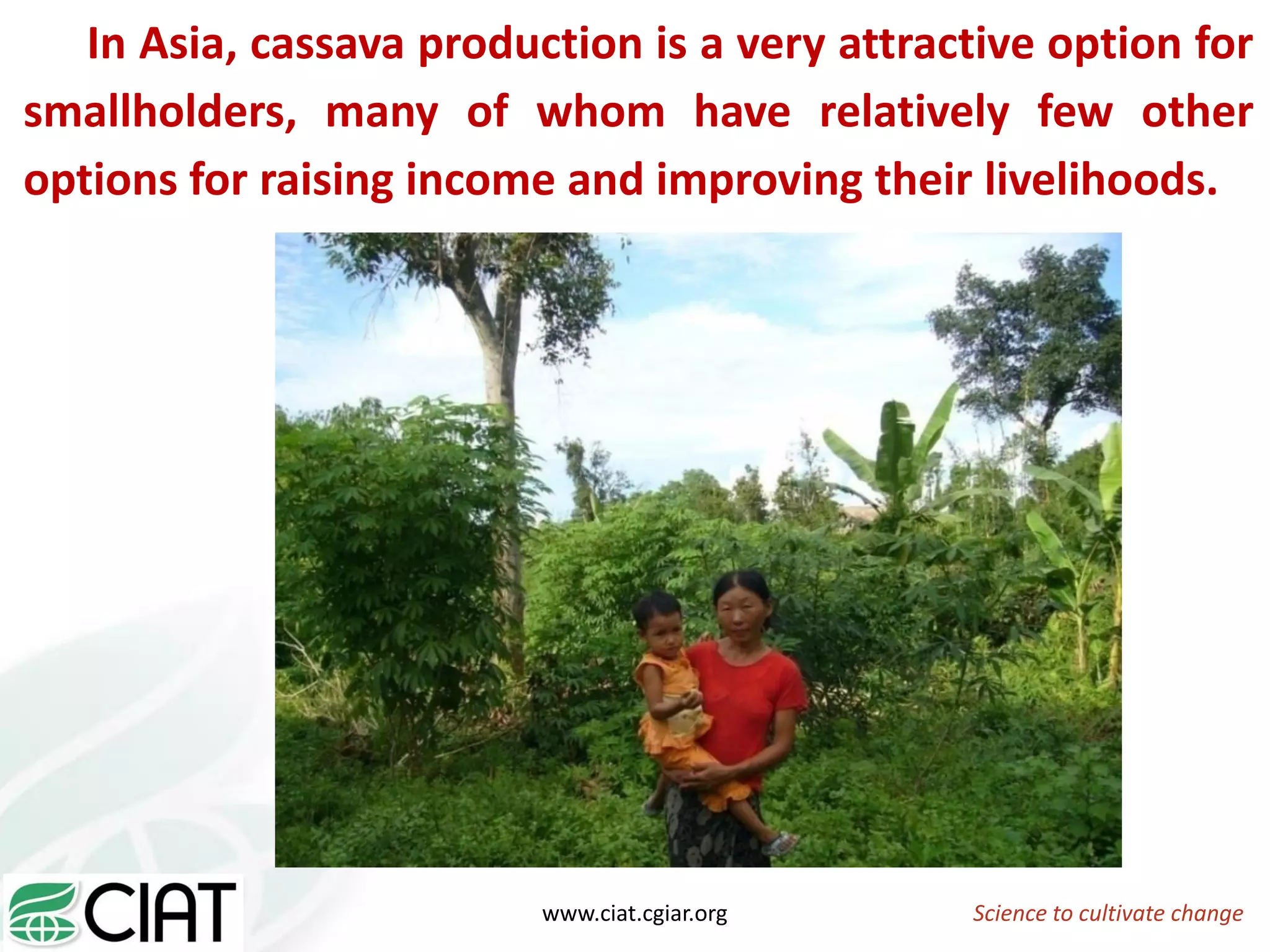 Science to cultivate changewww.ciat.cgiar.org
In Asia, cassava production is a very attractive option for
smallholders, many of whom have relatively few other
options for raising income and improving their livelihoods.
 