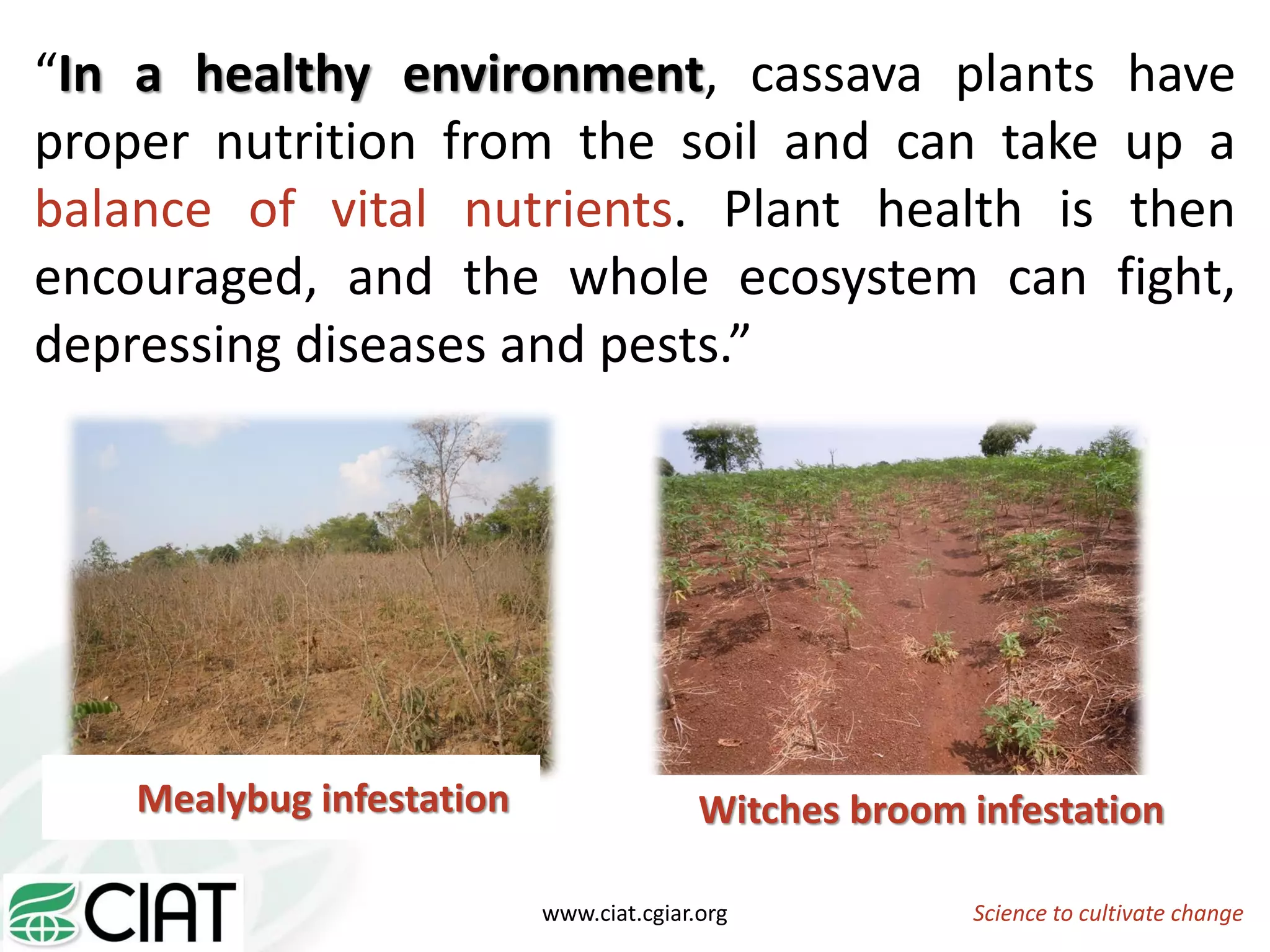 Science to cultivate changewww.ciat.cgiar.org
“In a healthy environment, cassava plants have
proper nutrition from the soil and can take up a
balance of vital nutrients. Plant health is then
encouraged, and the whole ecosystem can fight,
depressing diseases and pests.”
Mealybug infestation Witches broom infestation
 