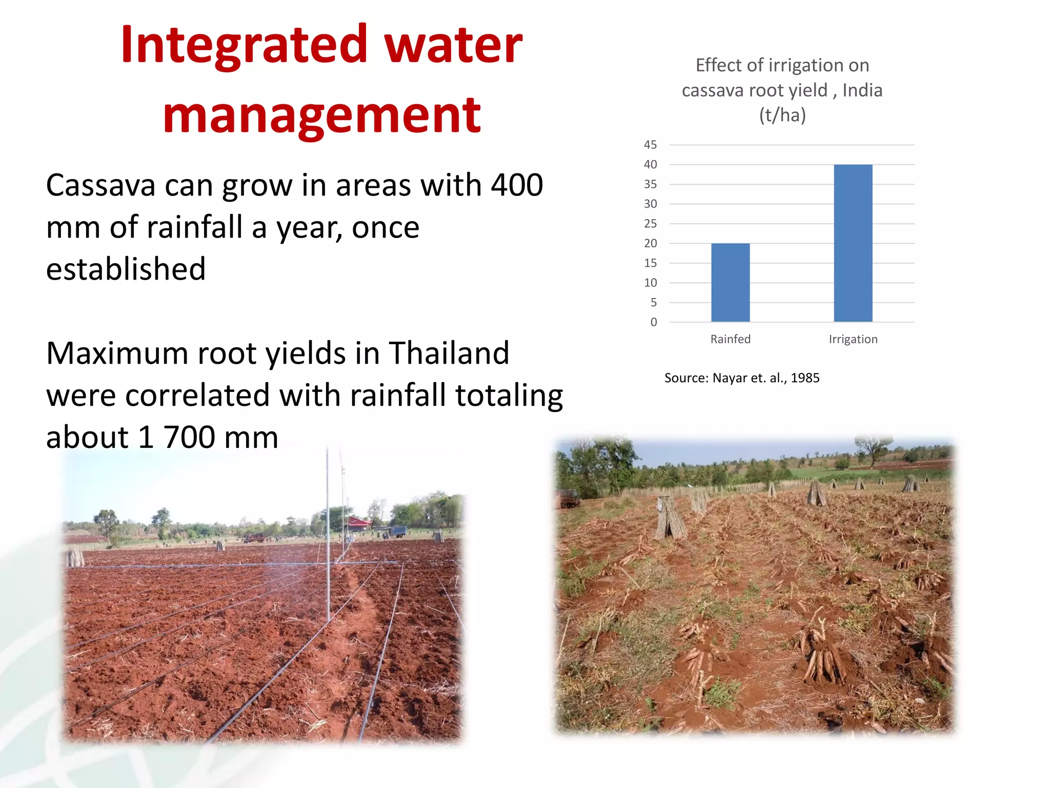 Cassava can grow in areas with 400
mm of rainfall a year, once
established
Maximum root yields in Thailand
were correlated with rainfall totaling
about 1 700 mm
Integrated water
management
0
5
10
15
20
25
30
35
40
45
Rainfed Irrigation
Effect of irrigation on
cassava root yield , India
(t/ha)
Source: Nayar et. al., 1985
 