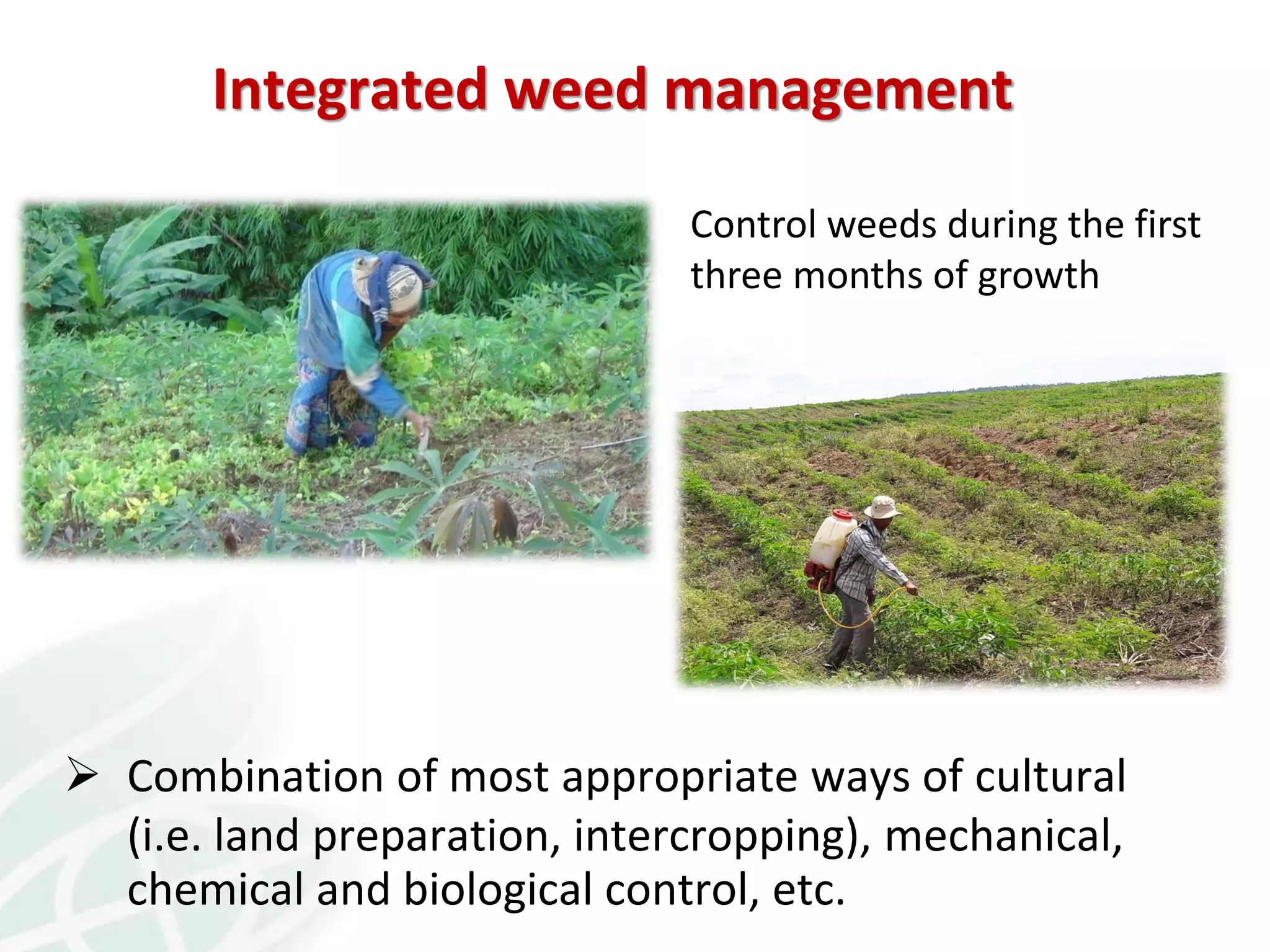  Combination of most appropriate ways of cultural
(i.e. land preparation, intercropping), mechanical,
chemical and biological control, etc.
Integrated weed management
Control weeds during the first
three months of growth
 