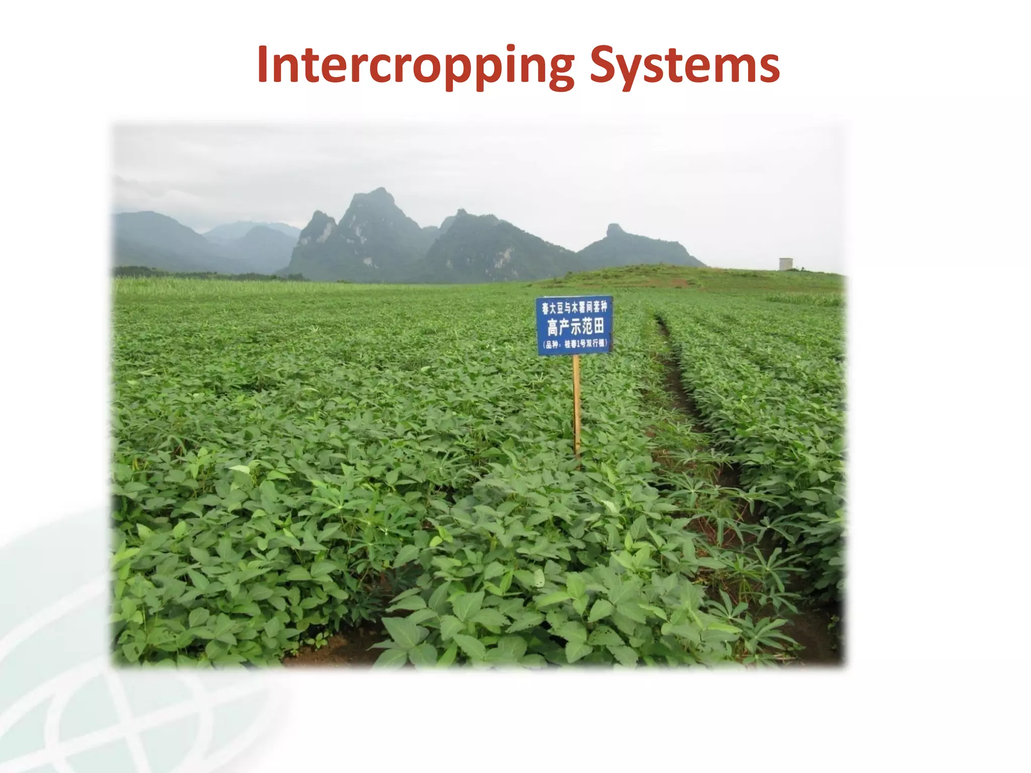 Intercropping Systems
 
