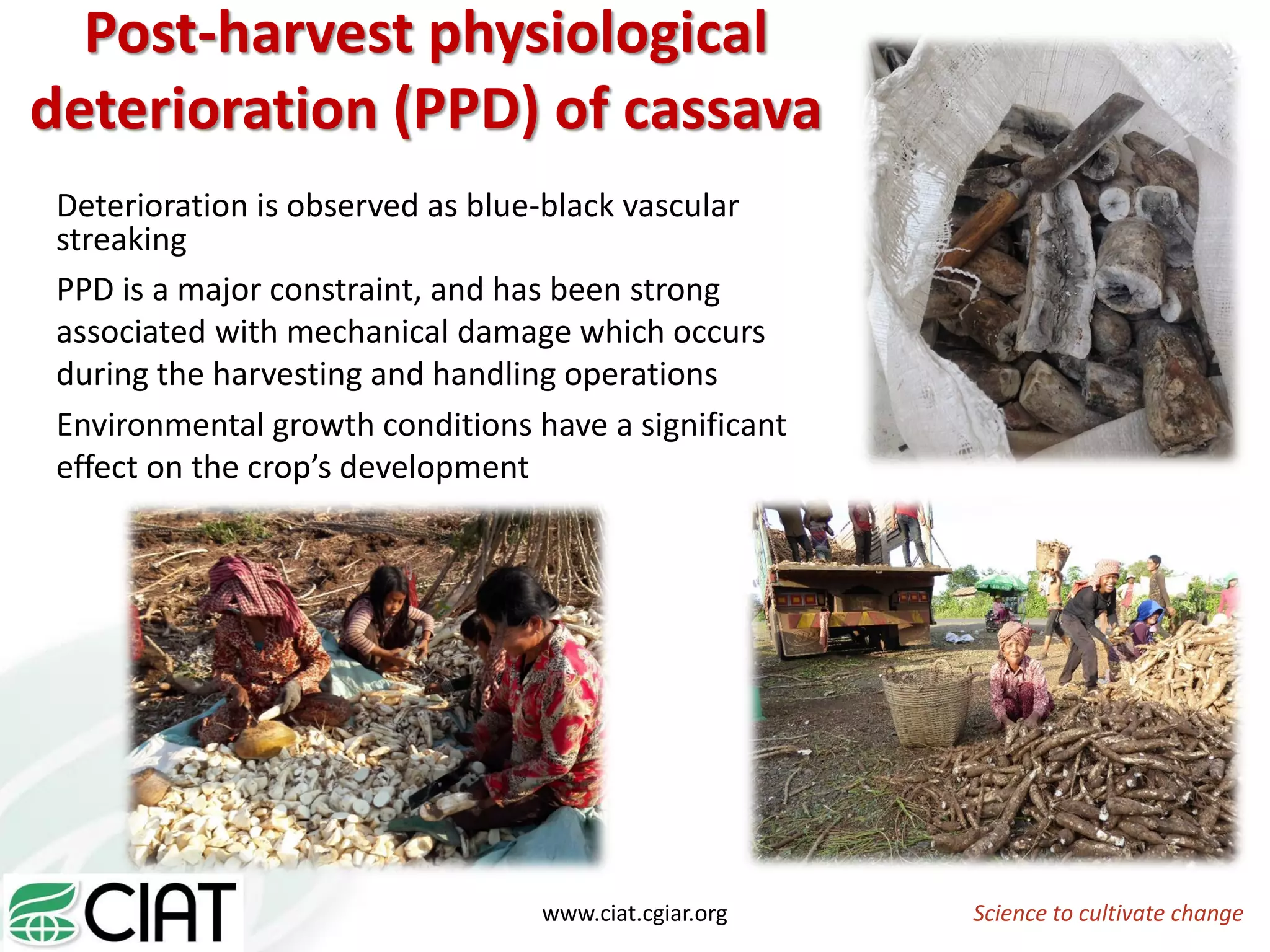 Post-harvest physiological
deterioration (PPD) of cassava
Deterioration is observed as blue-black vascular
streaking
PPD is a major constraint, and has been strong
associated with mechanical damage which occurs
during the harvesting and handling operations
Environmental growth conditions have a significant
effect on the crop’s development
Science to cultivate changewww.ciat.cgiar.org
 
